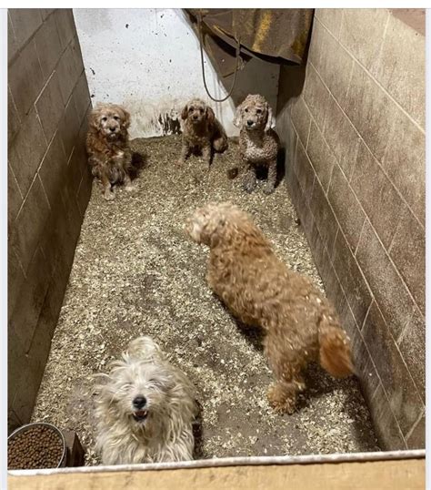 These are likely puppy mills simply trying to maximize profits and get rid of puppies as quickly as possible. . Is wildwood doodles a puppy mill